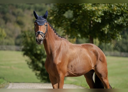 Deutsches Sportpferd, Wallach, 5 Jahre, 168 cm, Brauner