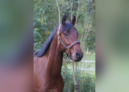 Deutsches Sportpferd, Wallach, 5 Jahre, 168 cm, Brauner