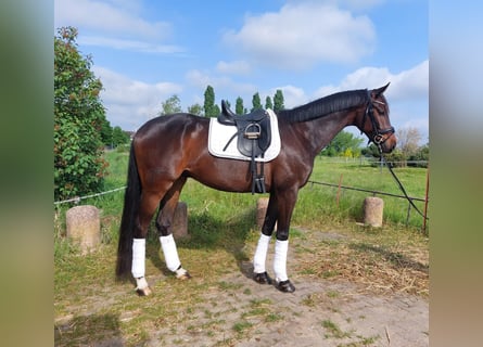 Deutsches Sportpferd, Wallach, 5 Jahre, 168 cm, Dunkelbrauner