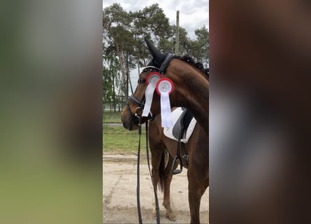 Deutsches Sportpferd, Wallach, 5 Jahre, 168 cm, Dunkelfuchs