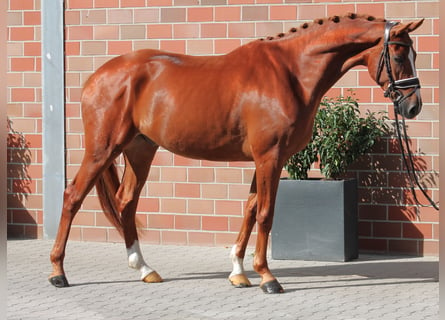 Deutsches Sportpferd, Wallach, 5 Jahre, 168 cm, Dunkelfuchs