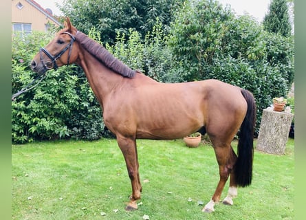 Deutsches Sportpferd, Wallach, 5 Jahre, 168 cm, Dunkelfuchs