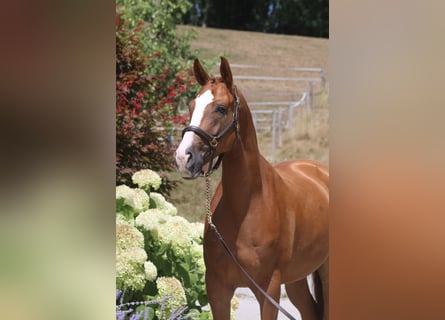 Deutsches Sportpferd, Wallach, 5 Jahre, 168 cm, Fuchs