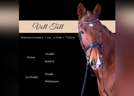 Deutsches Sportpferd, Wallach, 5 Jahre, 168 cm, Fuchs