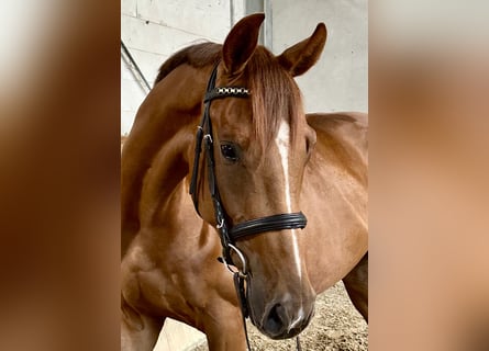 Deutsches Sportpferd, Wallach, 5 Jahre, 168 cm, Fuchs