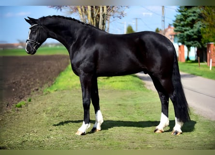 Deutsches Sportpferd, Wallach, 5 Jahre, 168 cm, Rappe