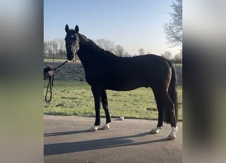 Deutsches Sportpferd, Wallach, 5 Jahre, 168 cm, Rappe