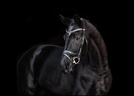 Deutsches Sportpferd, Wallach, 5 Jahre, 168 cm, Rappe
