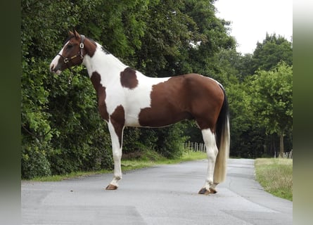 Deutsches Sportpferd, Wallach, 5 Jahre, 168 cm, Schecke