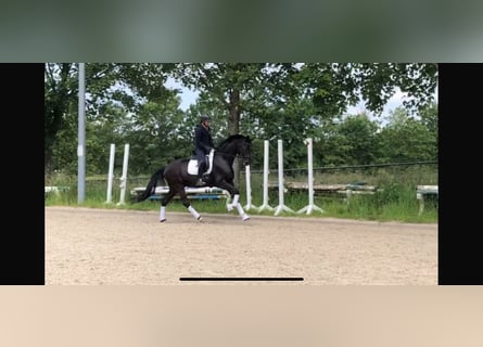 Deutsches Sportpferd, Wallach, 5 Jahre, 168 cm, Schwarzbrauner