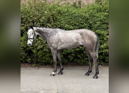 Deutsches Sportpferd, Wallach, 5 Jahre, 170 cm, Apfelschimmel