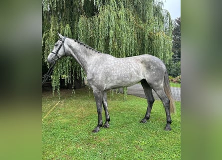 Deutsches Sportpferd, Wallach, 5 Jahre, 170 cm, Apfelschimmel