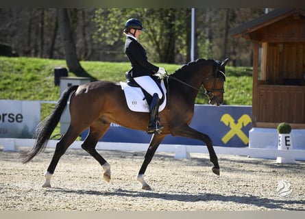 Deutsches Sportpferd, Wallach, 5 Jahre, 170 cm, Brauner