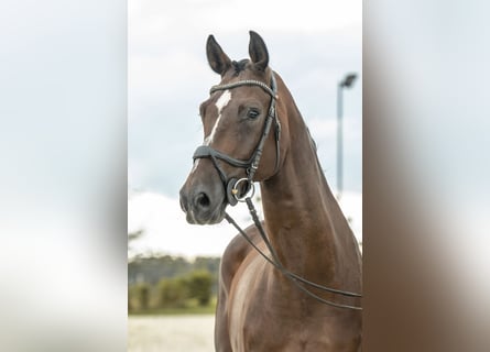 Deutsches Sportpferd, Wallach, 5 Jahre, 170 cm, Brauner