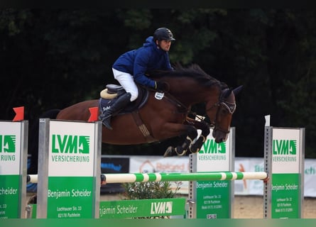 Deutsches Sportpferd, Wallach, 5 Jahre, 170 cm, Brauner