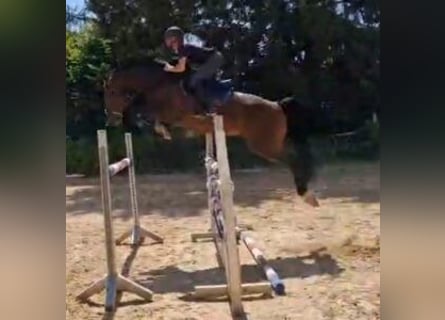 Deutsches Sportpferd, Wallach, 5 Jahre, 170 cm, Brauner