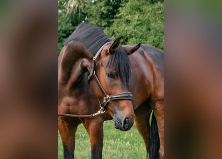 Deutsches Sportpferd, Wallach, 5 Jahre, 170 cm, Dunkelbrauner