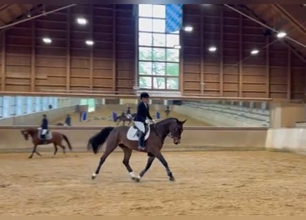 Deutsches Sportpferd, Wallach, 5 Jahre, 170 cm, Dunkelbrauner