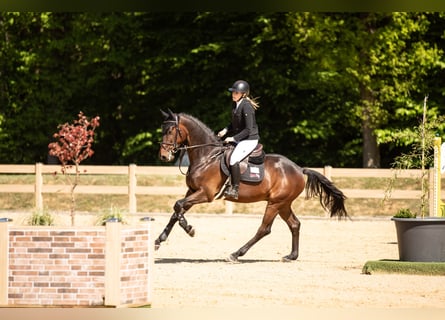 Deutsches Sportpferd, Wallach, 5 Jahre, 170 cm, Dunkelbrauner