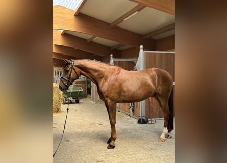 Deutsches Sportpferd, Wallach, 5 Jahre, 170 cm, Fuchs