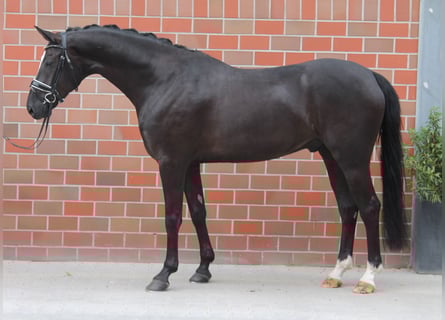 Deutsches Sportpferd, Wallach, 5 Jahre, 170 cm, Rappe