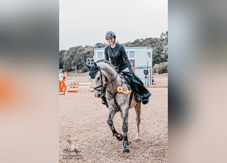 Deutsches Sportpferd, Wallach, 5 Jahre, 170 cm, Schimmel