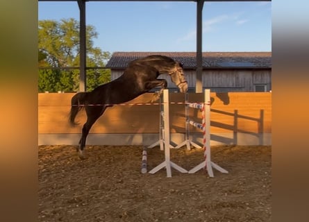 Deutsches Sportpferd, Wallach, 5 Jahre, 170 cm, Schimmel