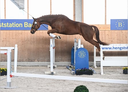 Deutsches Sportpferd, Wallach, 5 Jahre, 171 cm, Dunkelfuchs