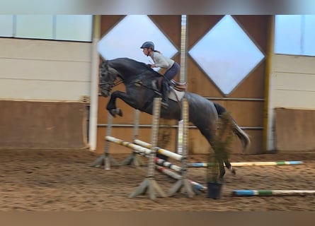 Deutsches Sportpferd, Wallach, 5 Jahre, 171 cm, Rappschimmel