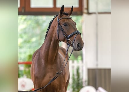 Deutsches Sportpferd, Wallach, 5 Jahre, 172 cm, Brauner