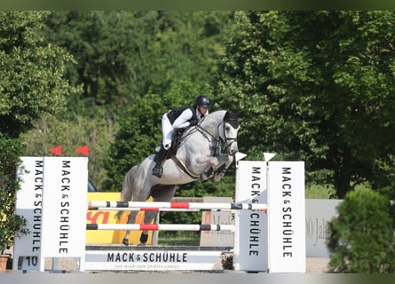 Deutsches Sportpferd, Wallach, 5 Jahre, 172 cm, Schimmel