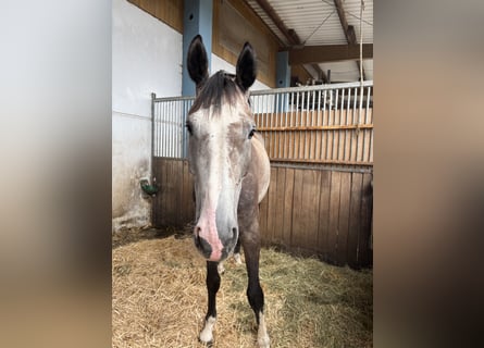 Deutsches Sportpferd, Wallach, 5 Jahre, 172 cm