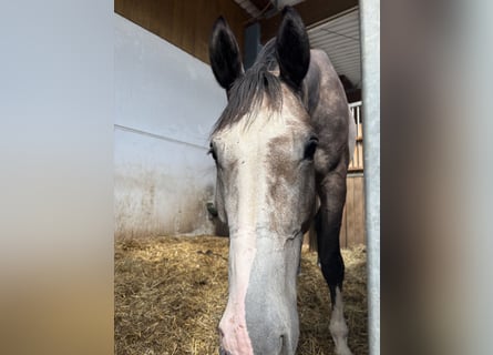 Deutsches Sportpferd, Wallach, 5 Jahre, 172 cm