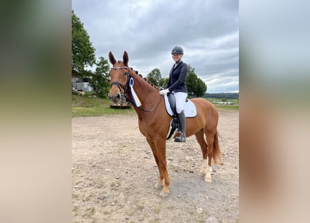 Deutsches Sportpferd, Wallach, 5 Jahre, 173 cm, Fuchs