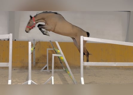 Deutsches Sportpferd, Wallach, 5 Jahre, 173 cm, Rotbrauner