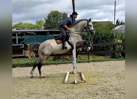 Deutsches Sportpferd, Wallach, 5 Jahre, 173 cm, Schimmel