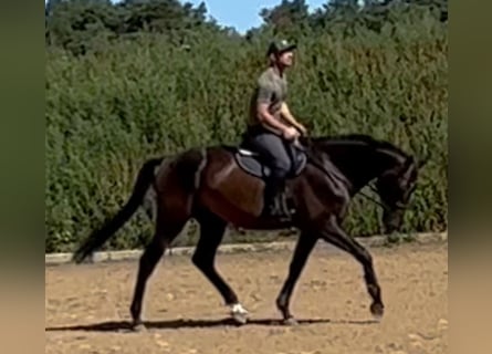 Deutsches Sportpferd, Wallach, 5 Jahre, 174 cm, Brauner