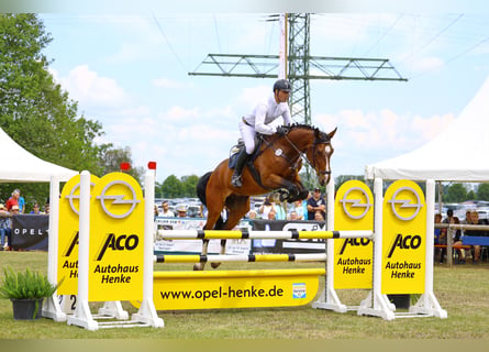 Deutsches Sportpferd, Wallach, 5 Jahre, 174 cm, Brauner