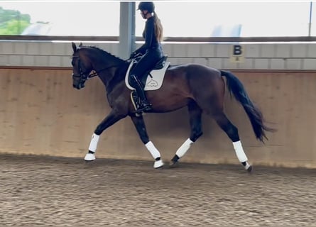Deutsches Sportpferd, Wallach, 5 Jahre, 174 cm, Dunkelbrauner