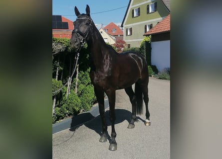 Deutsches Sportpferd, Wallach, 5 Jahre, 174 cm, Rappe