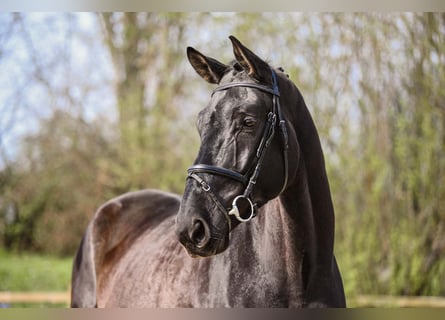 Deutsches Sportpferd, Wallach, 5 Jahre, 174 cm, Rappe