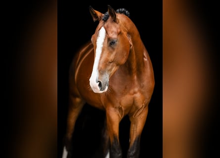 Deutsches Sportpferd, Wallach, 5 Jahre, 175 cm, Brauner