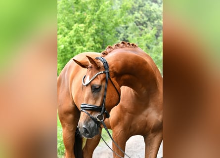 Deutsches Sportpferd, Wallach, 5 Jahre, 175 cm, Fuchs