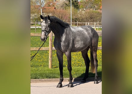 Deutsches Sportpferd, Wallach, 5 Jahre, 175 cm, Schimmel