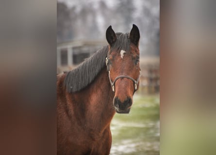 Deutsches Sportpferd, Wallach, 5 Jahre, 177 cm