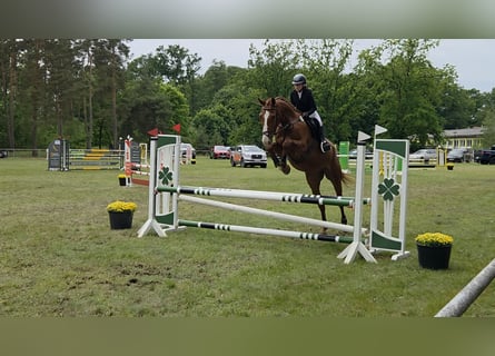 Deutsches Sportpferd, Wallach, 5 Jahre, 178 cm, Fuchs