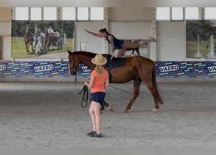 Deutsches Sportpferd, Wallach, 5 Jahre, 178 cm, Fuchs