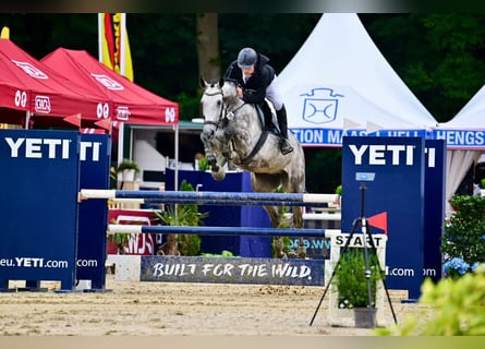 Deutsches Sportpferd, Wallach, 5 Jahre, 178 cm, Schimmel