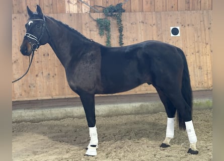 Deutsches Sportpferd, Wallach, 5 Jahre, Dunkelbrauner