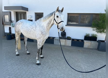 Deutsches Sportpferd, Wallach, 5 Jahre, Schimmel